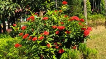 The Feelings of Flowers