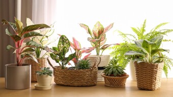 Plants changed my life