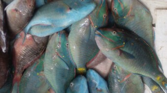 My 2020: Just a normal day: My Market Day´s Trip