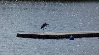 Bike, walk, park, ponds, birds - quite a nice day - My Actifit Report Card: July 19 2023
