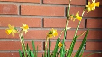 Plantas de casa - Diario 5