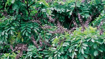 The Gambia Bans All Timber Exports
