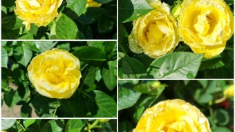 Beautiful yellow rose flower photography