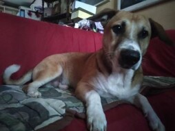 I Love Pets - Dogs Have Always Been A Man's Bestfriend