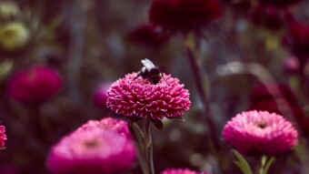 Flowers and a Flying Bee