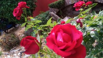 Beautiful roses / hermosas rosas