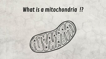 What is a mitochondria !?
