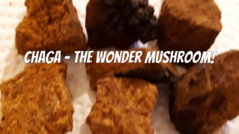 Chaga - The King Of Medicinal Shrooms?