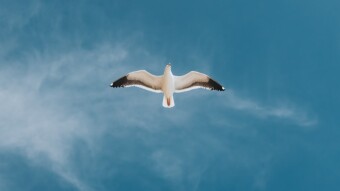 Flown