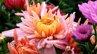 An album with some random photographs.