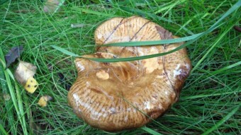 Brown roll-rim, Common roll-rim, the controversial mushroom eaten for generations