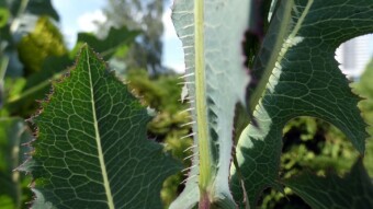 Milk thistle, a substitute for opium