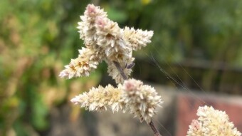 Flower Photography.