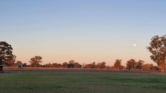 Dubbo zoo – where complacent wild birds become lion food.