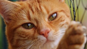 Is Your Cat Stressed While Eating? It Might Be Whisker Fatigue