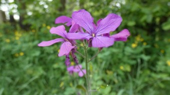 Lunaria annua, or Judas silverworts - an underestimated edible and medicinal plant