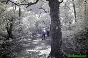 Ultraviolet and Infrared Photography - Walking on a trail near the creek