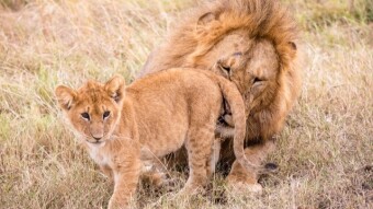 What To Do With My Free Cubs?