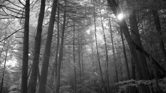 Morning in the woods - Infrared Photography