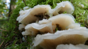 Tree mushrooms - Trembling Merulius or jelly rot