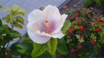 Beautiful hibiscus flower