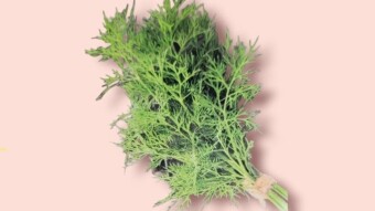 Organic Dill Wonders: Health Benefits and Growing Instructions: