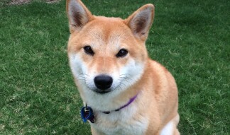 The Doge Story: Should We Talk Memes Or Market?