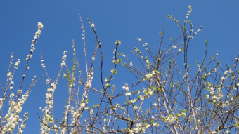 👁‍🗨 My Blooming Plum Tree - Week 2