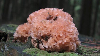 Mushrooms occurring in Europe - Sparassis crispa