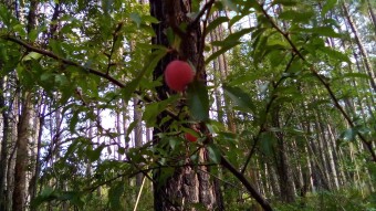 Apocalyptic Homesteading (Day 192-198)