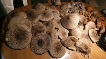 Parasol mushroom - what to do with the surplus of collected mushrooms?