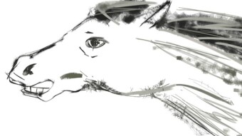 Animated sketches: Horses