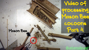 Video of processing Mason Bee cocoons Part 4