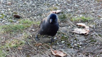 Still no change. Frosty winter, sunny and positive - My Actifit Report Card: January 20, 2026