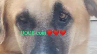 DOGE coin and Elon MUSK: "Brain storm"