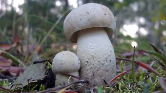 A rare edible mushroom - Ghost Bolete (Leccinum holopus)