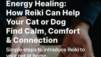 Energy Healing: How Reiki Can Help Your Cat or Dog