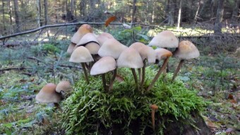 Sulfur tuft or mushrooms on the catwalk