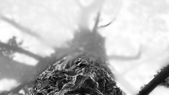 ( Portuguese cork oak)