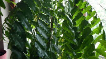 Majidea zanguebarica - another of my Caribbean catches