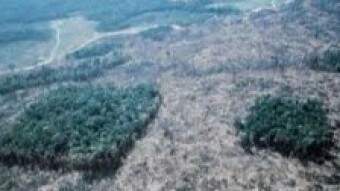 Gold Mining is Stopping Trees From Regrowing In the Amazon says Study