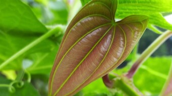 Leaves  Photography.