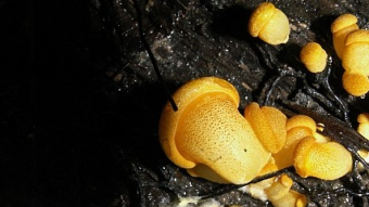 Mushrooms occurring in Europe - Panellus serotinus