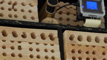 Sounds of Mason Bees visiting their homes