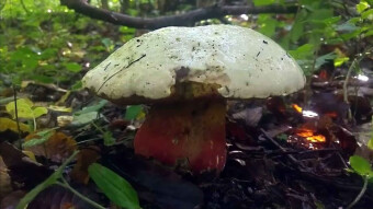 Rubroboletus satana - Devil in the forest