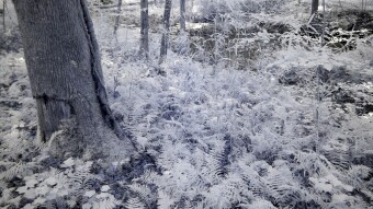 Ferns growing along the trail - Infrared Photography