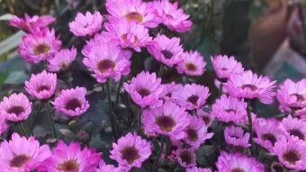 Flower Photography.