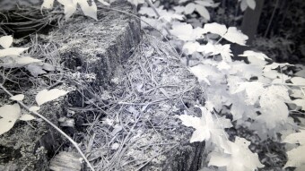 Lichen growing on tree stump - Infrared Photography