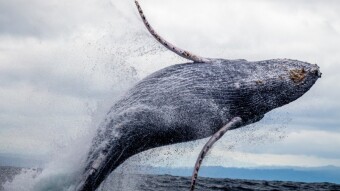 What are the Whales doing that invested in Compound, the Biggest "ICO" this Year?