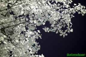 Ultraviolet and Infrared Photography - Looking up at the trees
